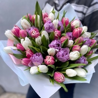 51 тюльпан мікс