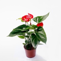 Антуріум червоний